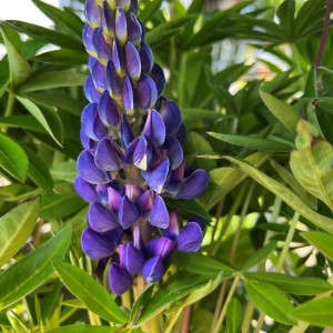 LUPIN GALLERY BLUE 1ltr